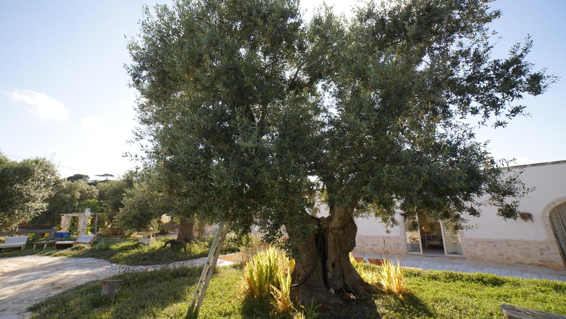 Dimora Trullivo, Charming House Villa Castellana Grotte Exterior photo